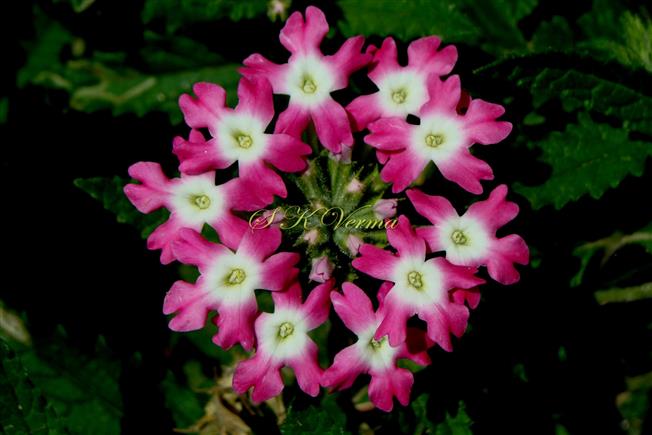  Inflorescence - Umbel-like spike